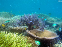 Arrecife de Coral