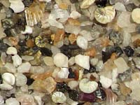 Beach sand rich in microfossils