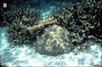 Lodo de cal y arena alrededor de un arrecife de coral vivo