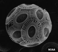 Coccolihopore