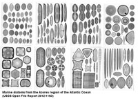 Diatoms