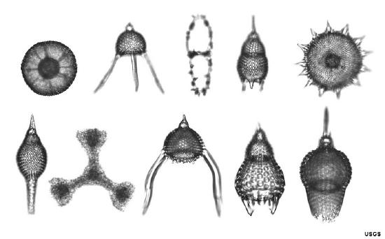 radiolarians.jpg