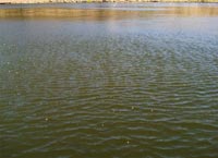 capillary ripples forming around calm patches on Lake Hodges