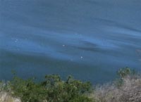 "Cat paws" (ripple patches) on Lake Hodges