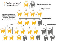 Mendel genetic variation