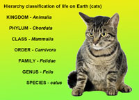 Cat classification