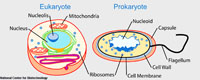 Prokaryotes and Eucaryotes