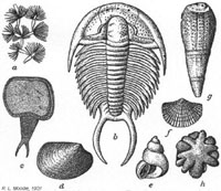 Cambrian fossils