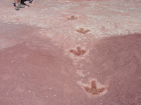 dinosaur tracks