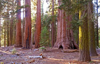 A forest of giant sequoias in Yosemite National Park, California.