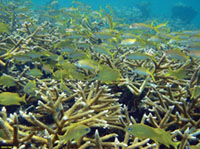 Un arrecife de coral de estaghorm con una variedad de peces.