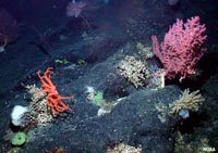 Deep-sea community