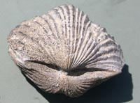 Ordovician brachiopod