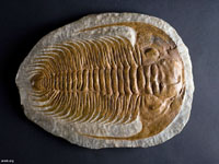 Trilobite (Ordovícico)