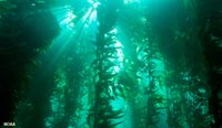 Kelp Forest