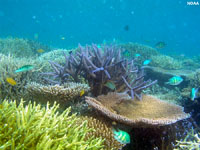 Coral reef on a South Pacific atoll