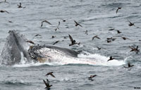 Humpback whales join in on a feeding frenzy.
