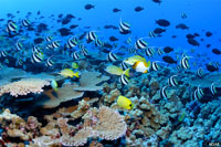 Hawaiian reef community