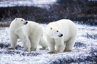 Polar Bears