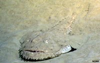 Goosefish mostrando camuflado