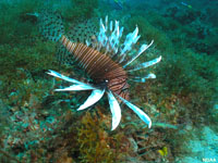 Invasive Lion Fish