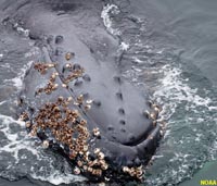 Barnacles on a humpback whale