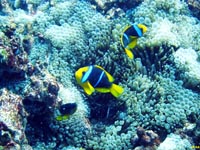Clown fish on a sea anenome