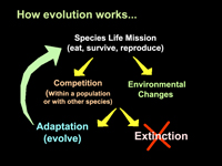 Evolution illustrated