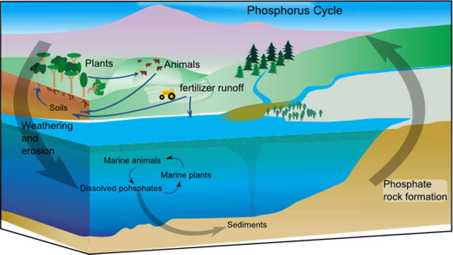 Phosphorous cycle.