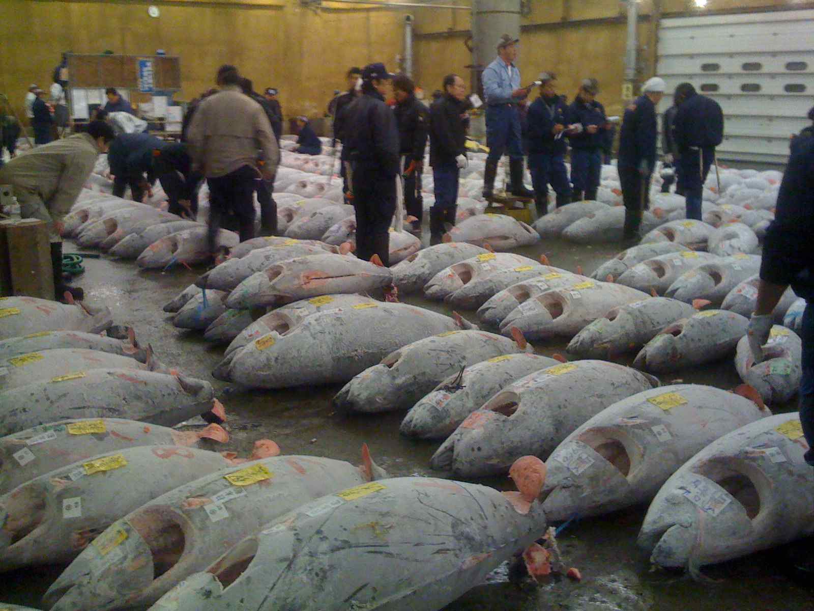 Hundreds of large fish laid out on the floor with men walking around with clipboards.