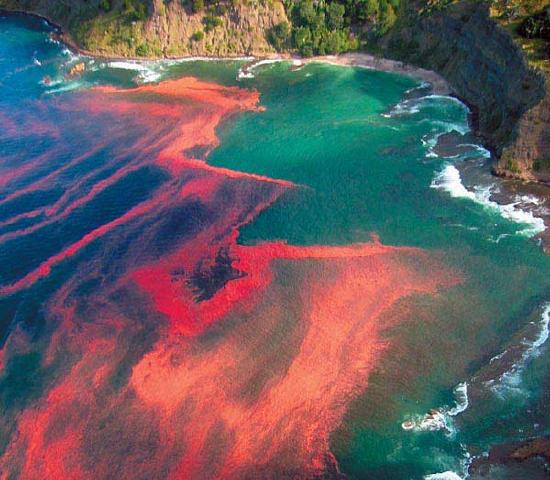 ocean off the coast of Washington state. Some of the tides are red.
