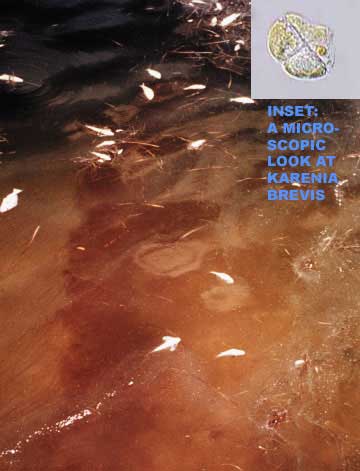 The ocean water is red and has small white fish swimming in it. An inset shows a microscopic Karenia Brevis