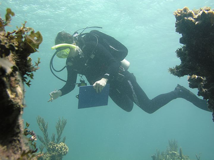 man  scuba diving. He is looking at the reef while holding a pen and clip board in his hand.