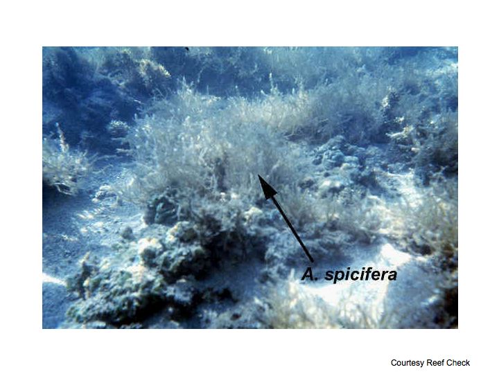 A coral reef with what white algal growth