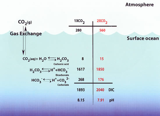 Diagram with calculations that describe how the increase in pCO2 ultimately decreases the saturation with respect to aragonite.