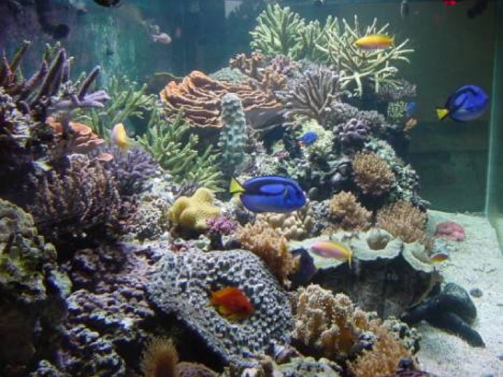 A coral reef in an aquarium. There are multiple types of coral and multiple types of fish.