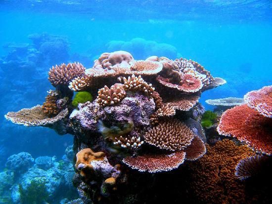 Coral_Outcrop_Flynn_Reef.jpeg
