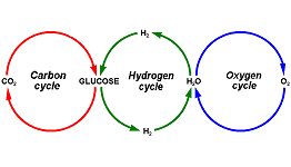 5: Cycles: Salt, Carbon, Gases, Heat & Nutrients