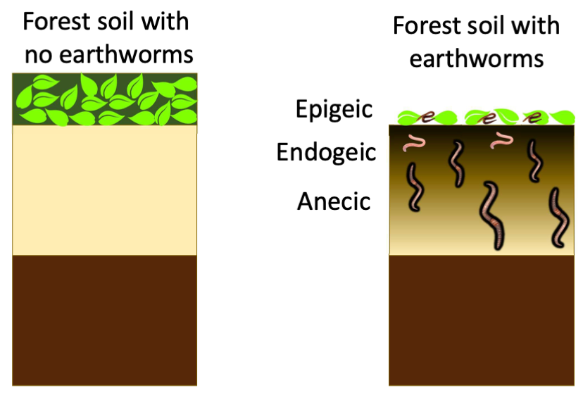Earthworms-Can-you-di-it-revised-Figure-e1621665187798.png