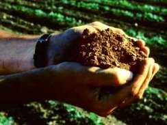 hand_soil_small.jpg (8316 bytes)