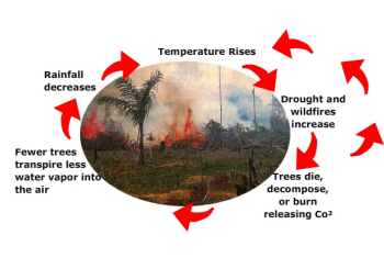 Tropical forest - climate change feedback 