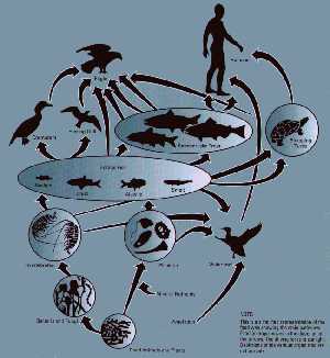 Great Lakes Food Web