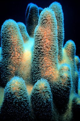 pilar coral