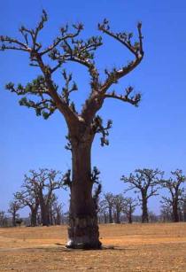 baobab_tree_UN_187250C_small.jpg (13445 bytes)