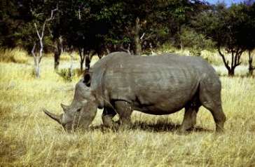 rhinoceros_Zambia_M_Boulton_FAO_5926_small.jpg (16827 bytes)