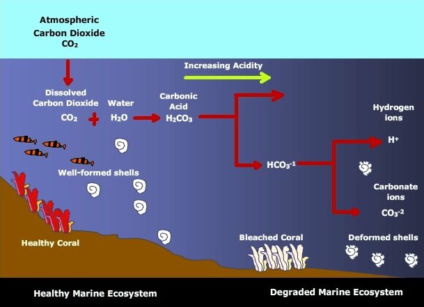 proceso de acidificación oceánica