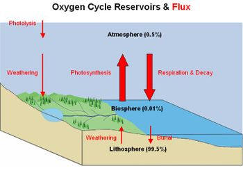 ciclo de oxígeno
