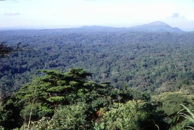 FAO_R_Faidutti_rain_forest_Uganda_small.jpg (5604 bytes)