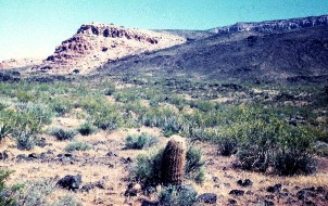 Desierto arbustivo de Arizona