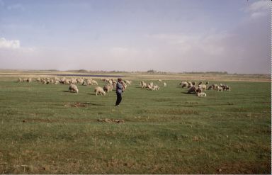 pastoreo de ovejas, Hohot, China
